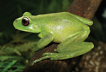 Aplastodiscus perviridis (1).png