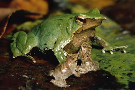 darwins-frog.jpg