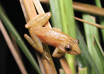 Scinax berthae (2).png
