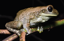 Trachycephalus typhonius (3).png