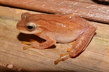 Dendropsophus minutus.png