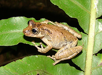 Scinax hiemalis.png
