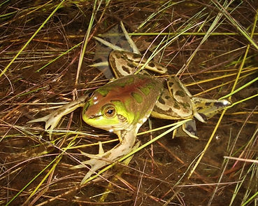 pseudis.jpg