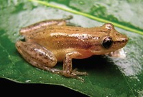Scinax fuscomarginatus (1).png