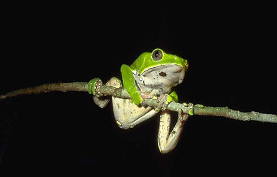 Phyllomedusa_bicolor01a.jpg