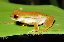 Dendropsophus nanus.png