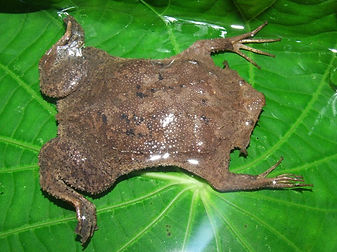 Fig-Pipa_pipa.jpg