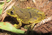 Scinax fuscovarius (1).png