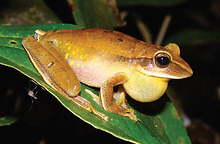 Hypsiboas albopunctatus (2).png
