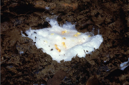 anf_sob_00_53g.jpg