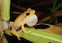 Hypsiboas caingua (2).png