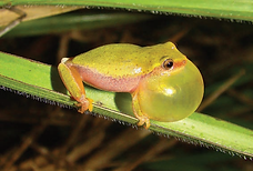 Dendropsophus elianeae (1).png