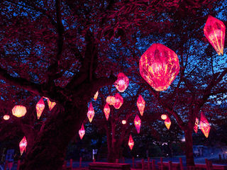 Cherry blossoms Lights With Origami WS