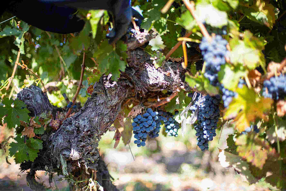 Temporales en Colchagua: viñas y operadores enfrentan las lluvias con optimismo y con la mirada puesta en el futuro