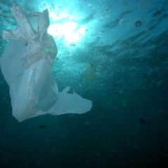 El balance de Greenpeace por los seis años de la ley que prohíbe las bolsas plásticas: “Aumentó la conciencia ambiental pero falta fiscalización”