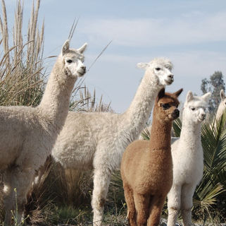 Viñedos Orgánicos Emiliana celebra el Mes de la Tierra demostrando que el futuro del vino es regenerativo-orgánico