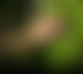 Bosques: Consejos para la Prevención de Incendios Forestales