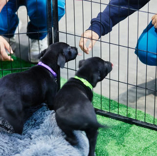 Impulso a la tendencia “Pet Parenting”: Esto y más en Expo Mascotas & Animales