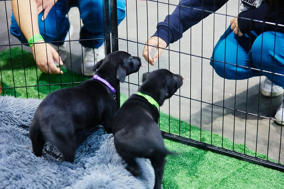 Impulso a la tendencia “Pet Parenting”: Esto y más en Expo Mascotas & Animales