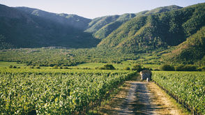 El futuro del vino es regenerativo-orgánico