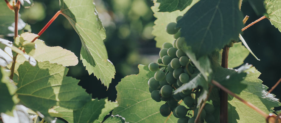 Córdoba y sus vinos: Para paladares exigentes