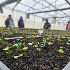 Epson y Reforestemos: Cinco años sembrando futuro en la Patagonia chilena