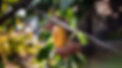Chocolate: Del cacao al origen