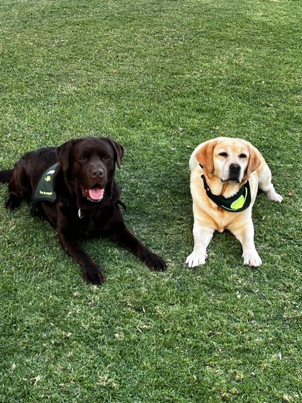 Perros de ayuda: distintos roles, un mismo propósito