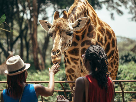 Explora las diferentes caras de Sudáfrica