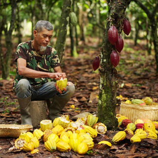Comercio justo: Gana espacio en la industria alimentaria y el cacao emerge como caso emblemático
