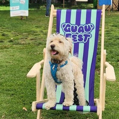 GuauFest: Comenzó la cuenta regresivadel primer festival perruno del país