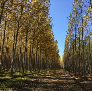 Grupo Fósforos de Chile: Pionera en lograr la certificación libre de deforestación y degradación ambiental