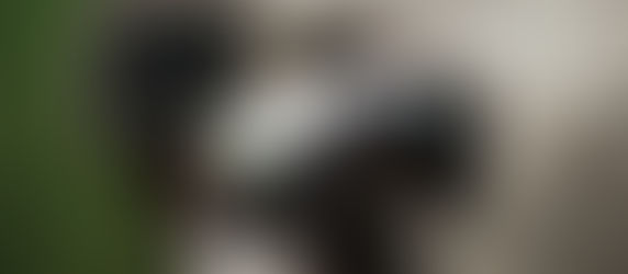 Tips para viajar en auto eléctrico