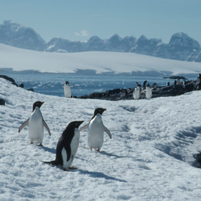 Secreto de lois pingüinos:  Serie de National Geographic se estrena el 21 de abril  en Disney+ 