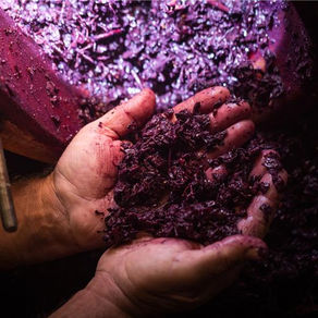 Convocatoria ReWine cierra con 147 postulaciones para transformar los residuos del vino en innovación sostenible