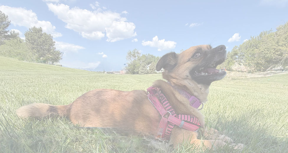 Shadee_edited_edited.jpg