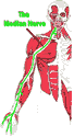 Median-Nerve 2.gif