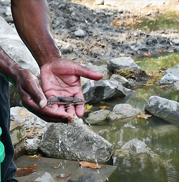 Sturgeon Release_edited.jpg