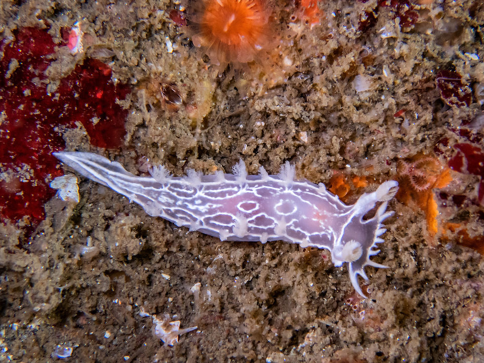 05_26_25 CMack_CaptMast_Tritonia festiva.jpg