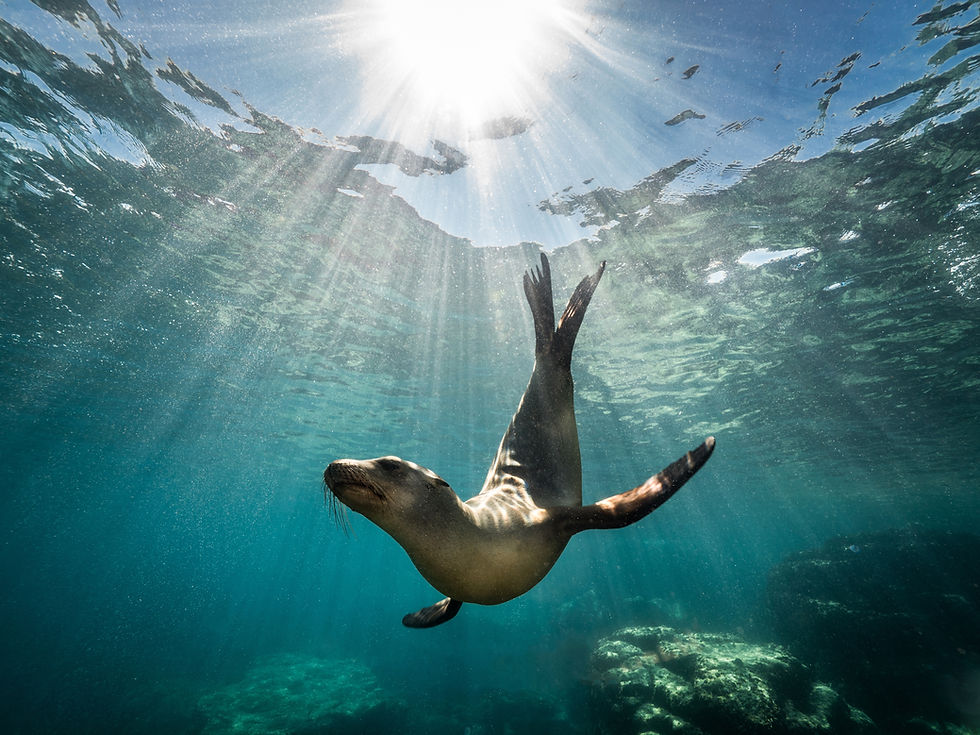 Eye-level view of a playful sea lion swimming in San Diego