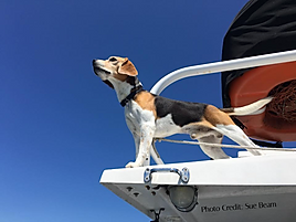 Captain the Beagle - Scuba Diving San Diego