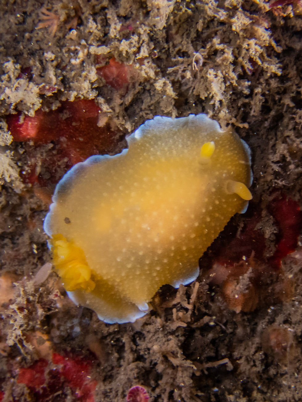 05_26_25 CMack_ScoutsOut_Doriopsilla spaldingi.jpg