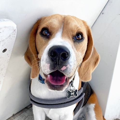 Scout - Captains Baby Brother -The Marissa Charters team - experienced scuba diving crew in San Diego