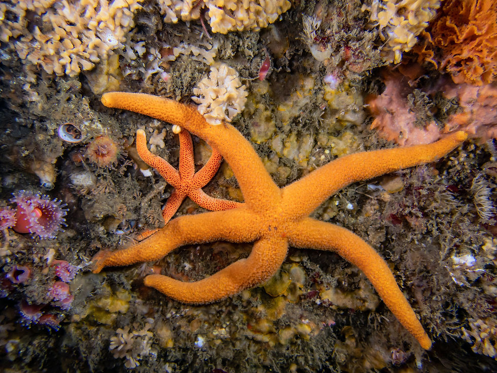 05_26_25 CMack_CaptMast_2 Pac blood stars.jpg
