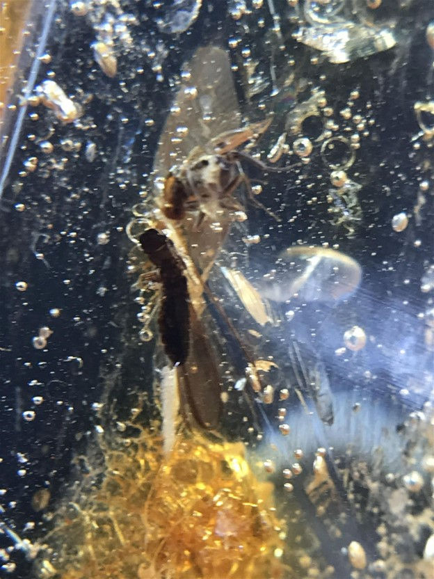 Thumbnail: Amber (Variety Copal) 10 M.Y.O. Columbia ~ S. America Grasshopper ~+4 Insects