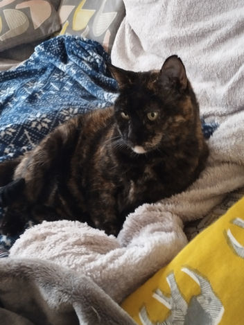 Cat sitting on soft furnishings