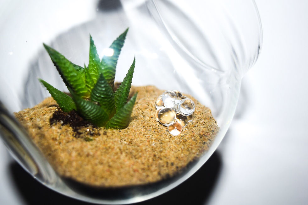Thumbnail: Hanging Clear Glass Terrariums small and large
