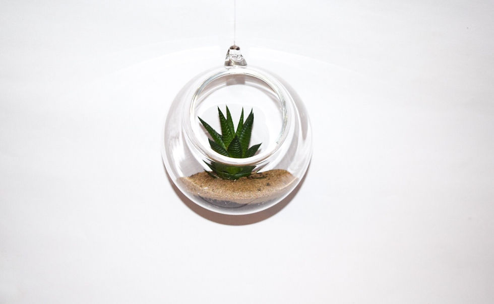 Thumbnail: Hanging Clear Glass Terrariums small and large