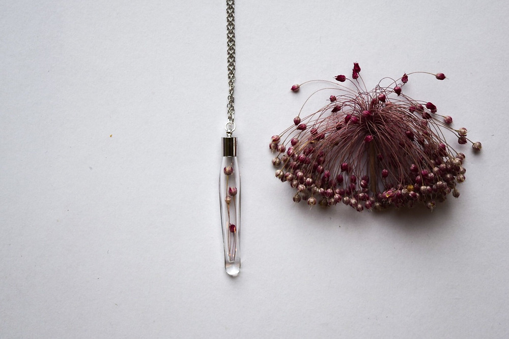 Glass pendants filled with dried pink wild onion
