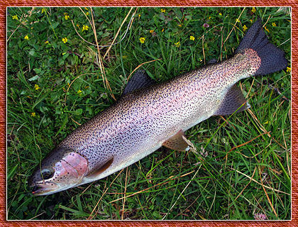 arroyopescado-rainbow